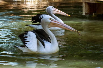 Australian Pelican (Pelecanus conspicillatus)