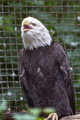 Weißkopfseeadler im Zoo