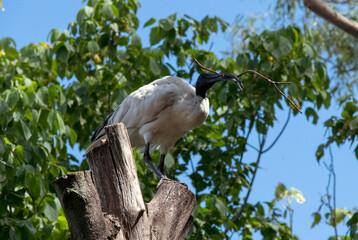 Australian White Ibis (Threskiornis molucca)