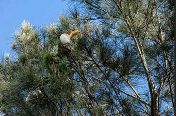 Cattle Egret (Bubulcus ibis)