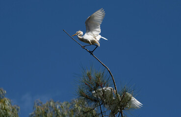 Cattle Egret (Bubulcus ibis)