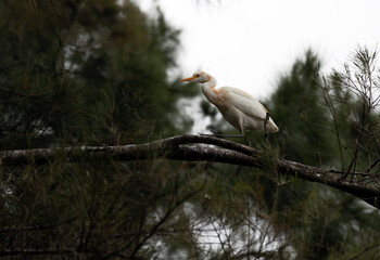 Cattle Egret (Bubulcus ibis)