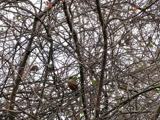 bird tree