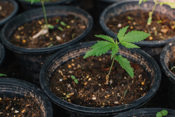 Green sprout of first spring early hemp sprouted from ground with small leaves of marijuana medicinal. Concept breeding of cannabis