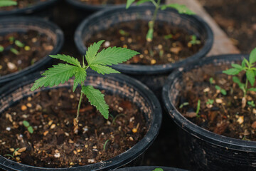 Green sprout of first spring early hemp sprouted from ground with small leaves of marijuana medicinal. Concept breeding of cannabis