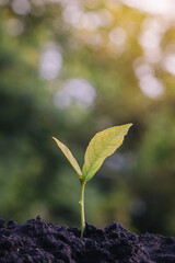Investment ideas for success Coins and small trees on the ground outdoor nature blurred background