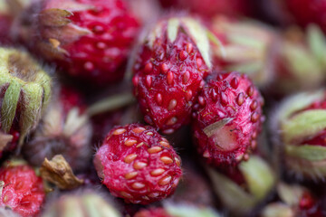 Wild strawberries close up