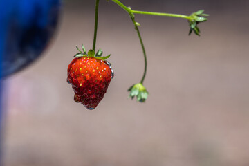 Vine ripe strawberry
