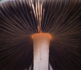 Mushroom gills macro photo abstract pattern