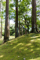 飫肥城内の飫肥杉	