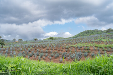 Hermoso campo lleno de plantas de agaves en las tierras de Jalisco.