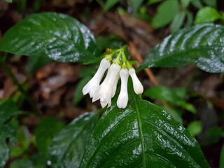 Obraz premium white flower 