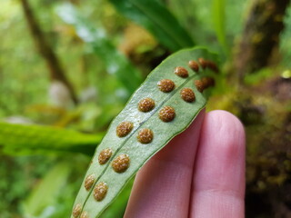 caterpillar on a leaf