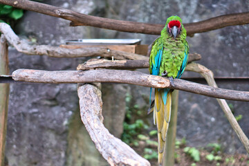 鮮明でカラフルなオウム