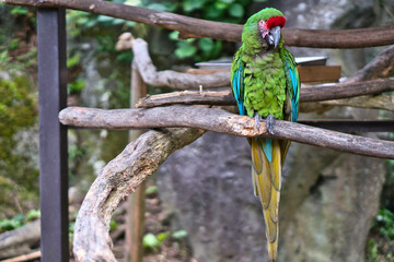 鮮明でカラフルなオウム