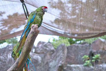 鮮明でカラフルなオウム