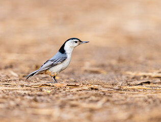 White Breasted Nuthatch foraging for food on the ground