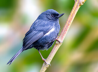 White sided flowerpiercer perched on a tree