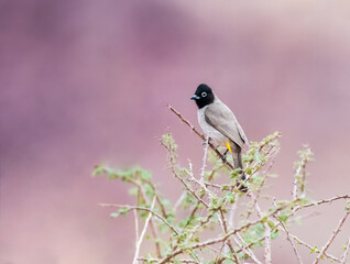 White spectacled bulbul perched on a tree
