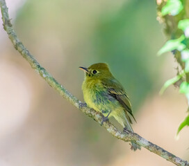 Yellowish Flycatcher perched on a tree branch