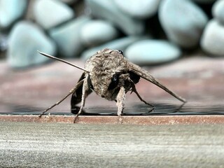 Sharp shot of a beautiful insect in the house
