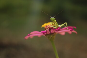 grasshopper on a flower