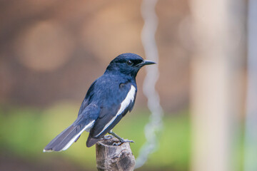 Obraz premium Oriental Magpie Robin sitting on a stick.
