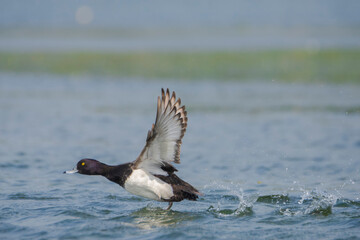 Tufted Duck flying over the water.