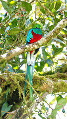Resplendent quetzal (Pharomachrus mocinno) perched in a tree near the Paraiso Quetzal Lodge outside of San Jose, Costa Rica