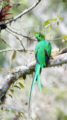 Resplendent quetzal (Pharomachrus mocinno) perched in a tree near the Paraiso Quetzal Lodge outside of San Jose, Costa Rica