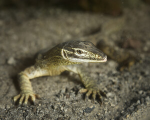 The yellow spotted monitor, Varanus panoptes, also known as the Argus monitor, is a monitor lizard found in northern and western regions of Australia and southern Papua, Indonesia.
