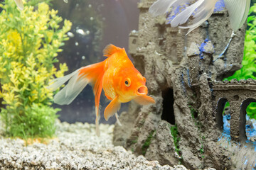 red goldfish in the aquarium