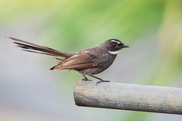 White-throated Fantail sitting on a iron stick. - Powered by Adobe
