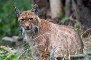 Luchs