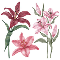 Lilies. Set of vintage flowers in a watercolor style. Isolated elements for design. Flowers on a white background.