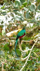Resplendent quetzal (Pharomachrus mocinno) perched in a tree near the Paraiso Quetzal Lodge outside...