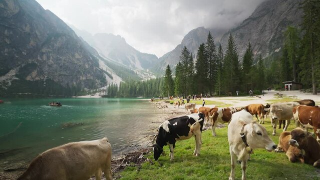 The Pragser Wildsee (Lake Prags) (Lake Braies) mountain lake with rowing boats and cows, Seekofel, Dolomites, South Tyrol, Alto Adige, Italy