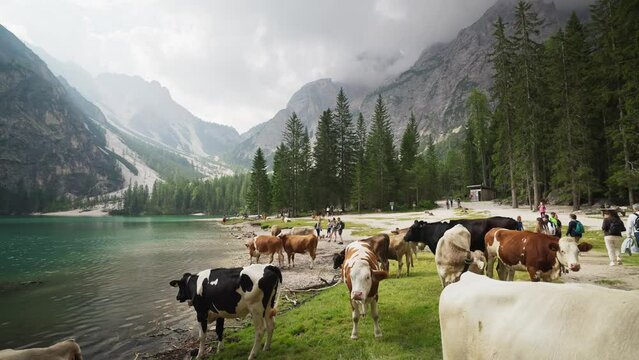 The Pragser Wildsee (Lake Prags) (Lake Braies) mountain lake with rowing boats and cows, Seekofel, Dolomites, South Tyrol, Alto Adige, Italy