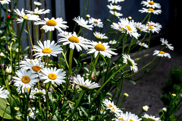 Fototapeta premium fresh bright white daisies in the garden