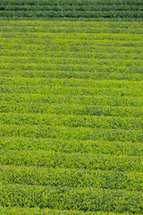 Kabusecha field, Yokkaichi, Mie, Japan