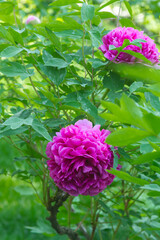 Purple peony flowering close up.