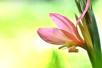 Fototapeta premium canna lily flowers