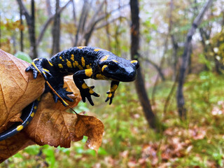 Fire salamander/ Salamandre tachetée 