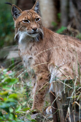 Luchs