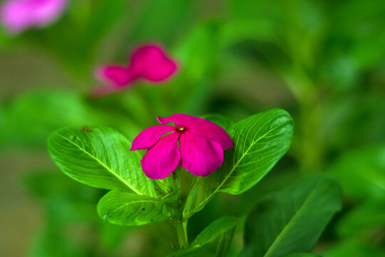 Rosy Periwinkle