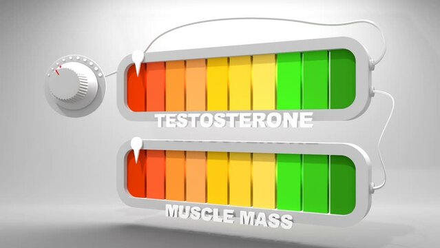 Body condition and testosterone meter scales. The muscle mass level measuring device. Dependence of muscle growth on testosterone levels. 3D render