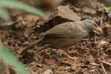 Yellow billed babbler