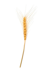 Ear of barley isolated on white background. Top view