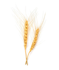 Ear of barley isolated on white background. Top view