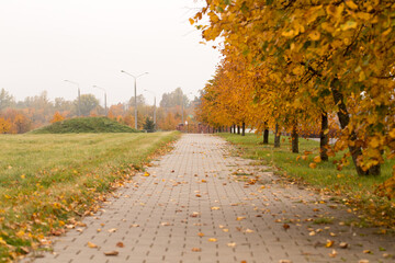 Autumn park and forest under clear clear sky